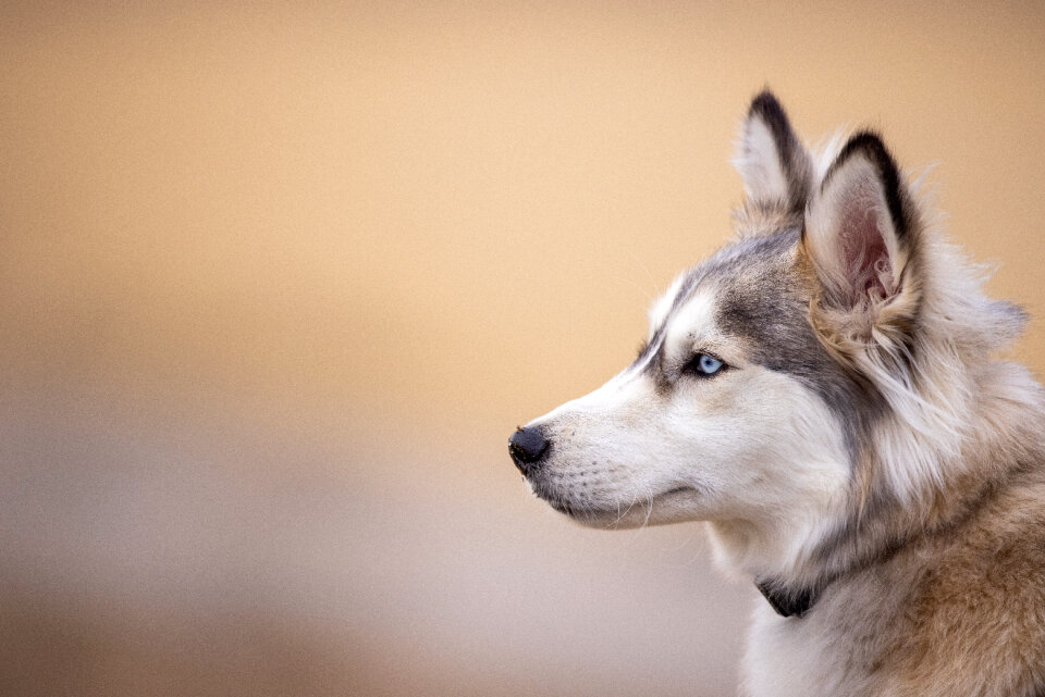 Husky Animal photo