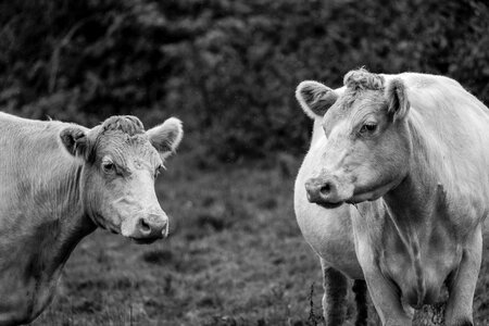 Cow Cattle photo