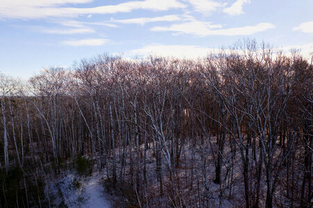 Winter Forest photo