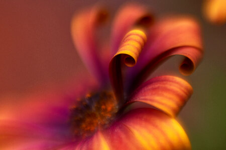Abstract Flower photo