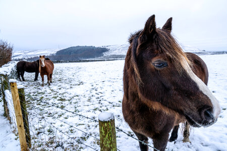 Horse Winter photo