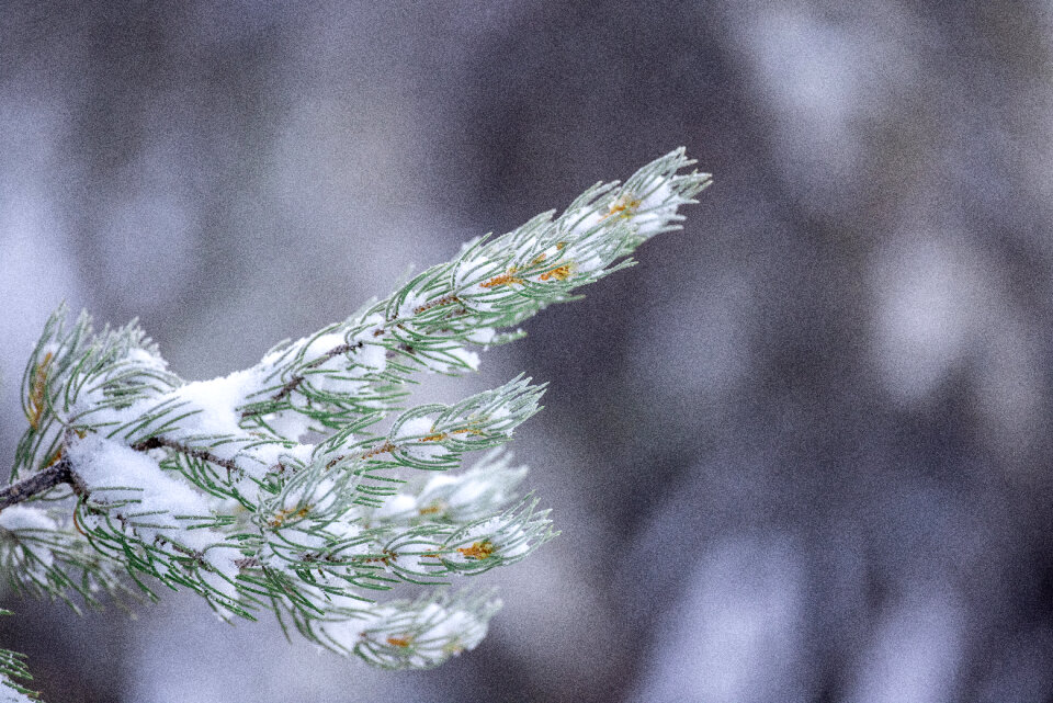 Winter Background photo