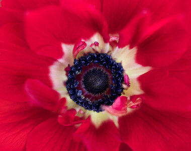 Flower Blossom