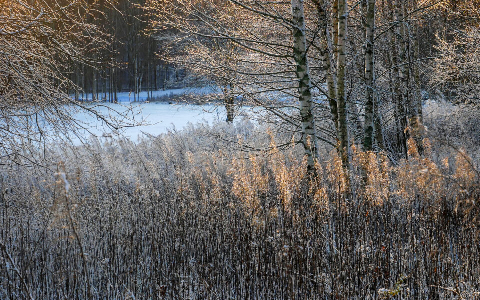 Winter Trees photo