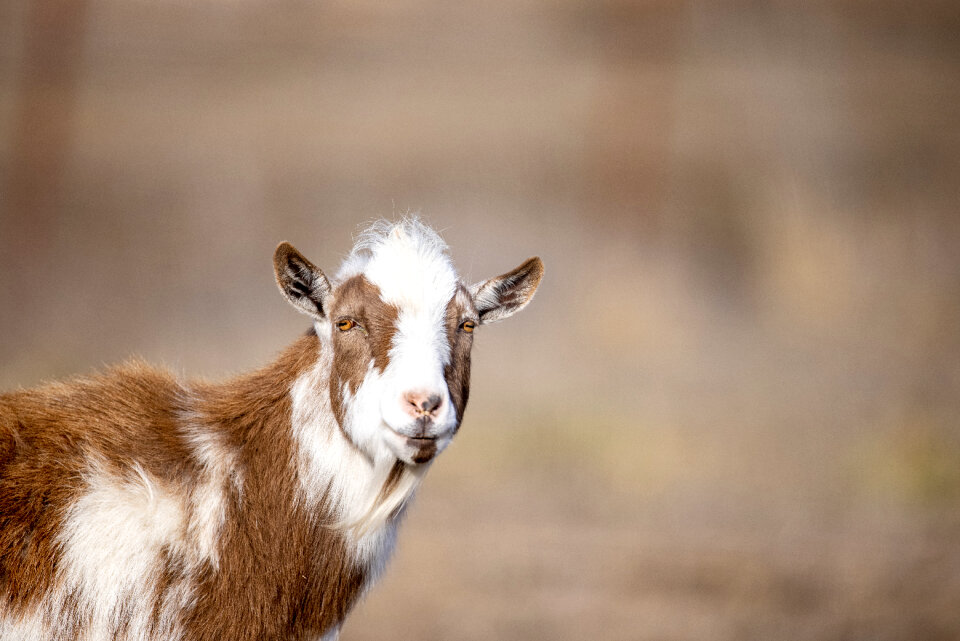 Animal Goat photo