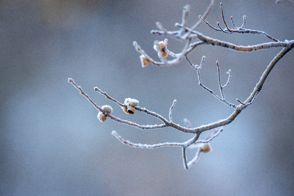 Ice Nature photo