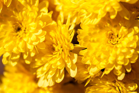 Flowers Background photo