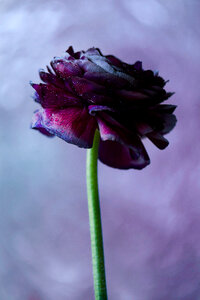 Purple Blossom photo