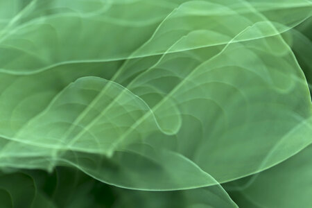 Green Abstract photo