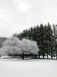 Snow Tree photo