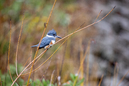 Bird Perched photo