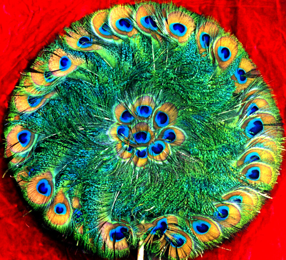 peacock-feather fan
