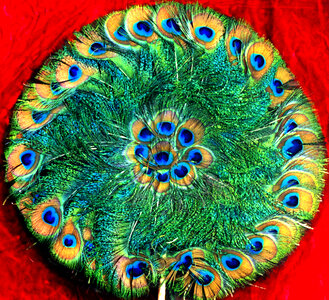 peacock-feather fan photo