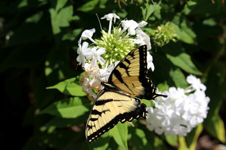 Yellow Butterfly in Nature photo