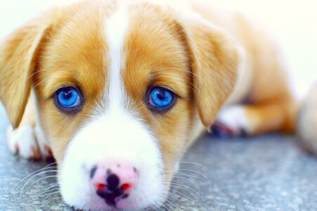 Blue Eyed Puppy Dog photo