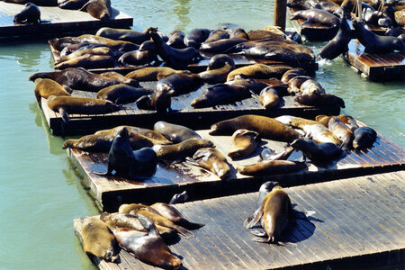 sea lions at Pier 39, San Francisco, California photo