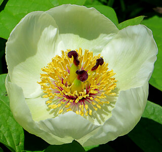 white flower