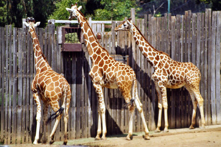 three giraffes photo