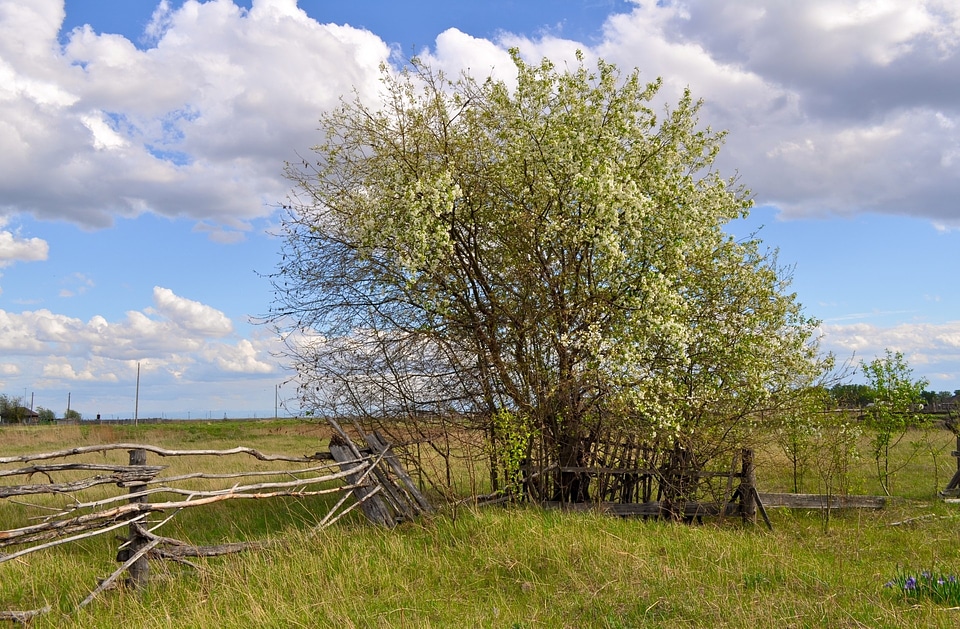 Old wood flowers