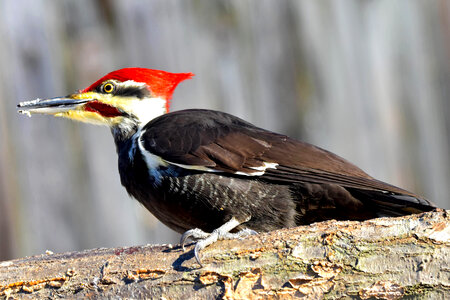 Perched Pileated Woodpecker photo