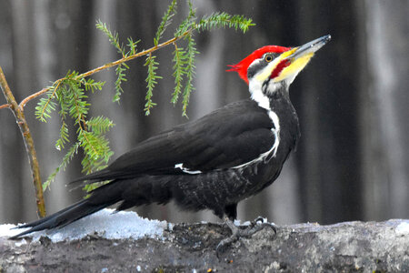 Pileated Woodpecker on a log photo
