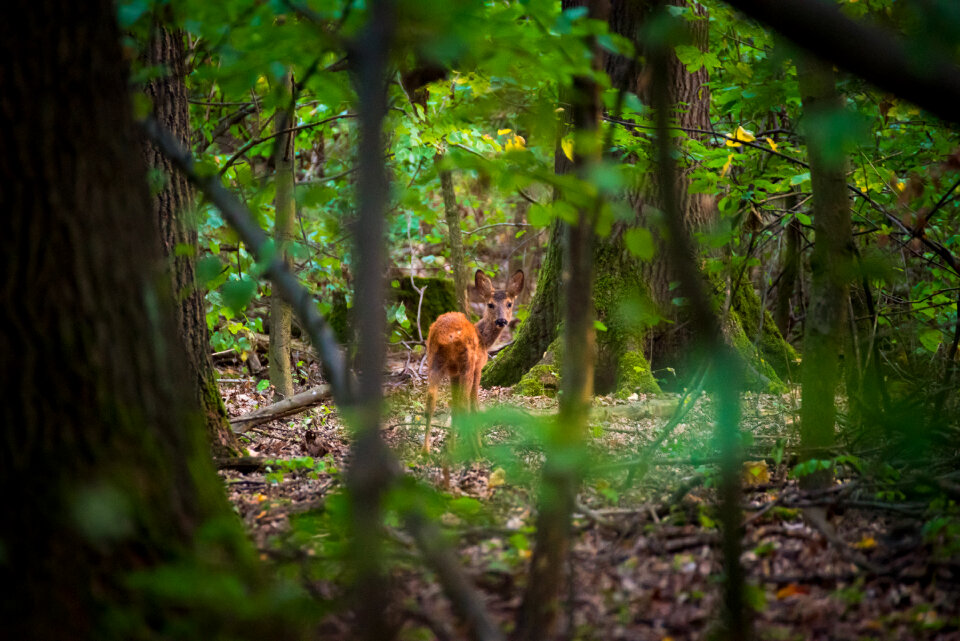 little deer in a forest clearing photo