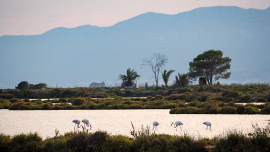 Flamingo in ebro delta spain photo