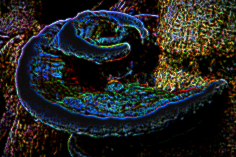 turkeytail, blue glow
