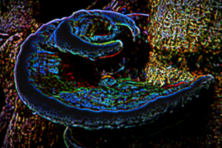 turkeytail, blue glow