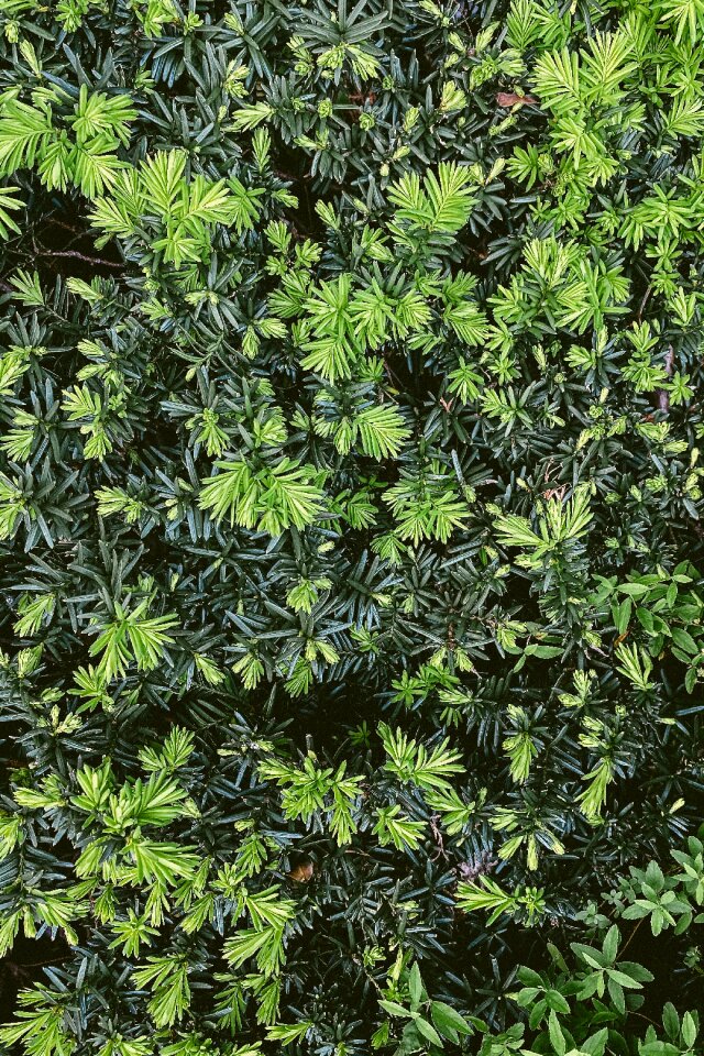 Green Hedge Shrub Texture