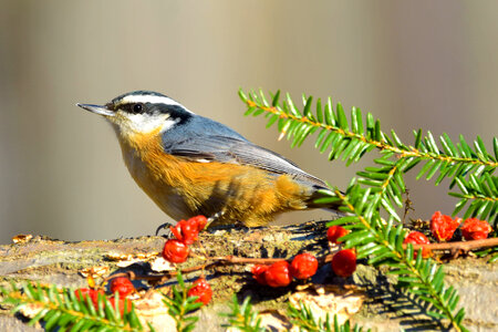 Red-breasted Nuthatch basking in the sun photo
