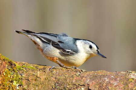 Nuthatch perched on a log photo