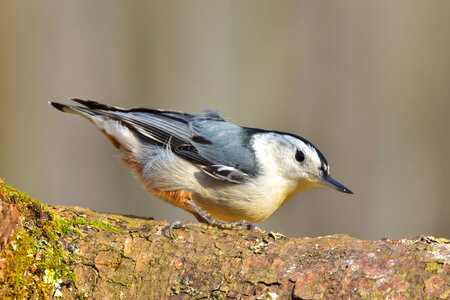 Nuthatch perched on a log