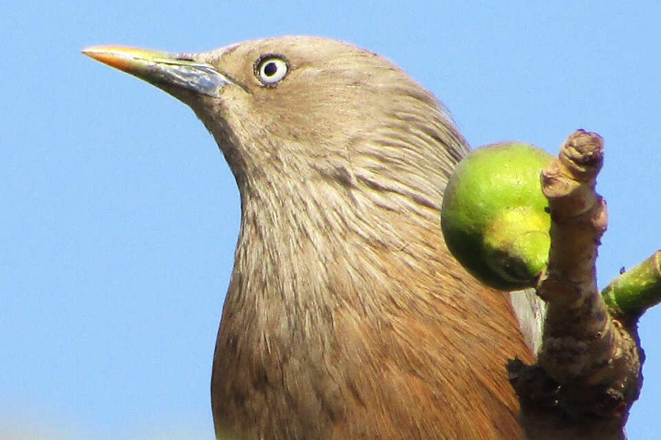 chestnut tailed starling