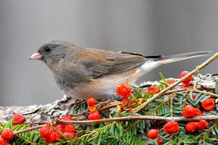 Snowbird on a log photo