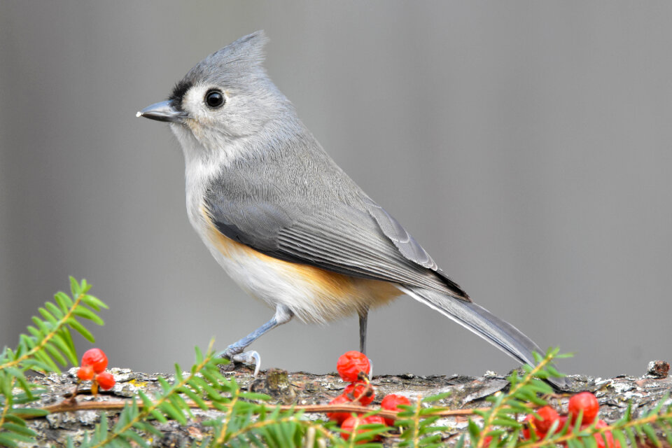 Tufted Titmouse photo