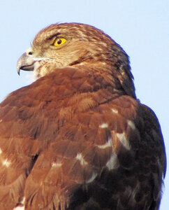 Bonnels Eagle photo