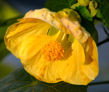 yellow flower photo