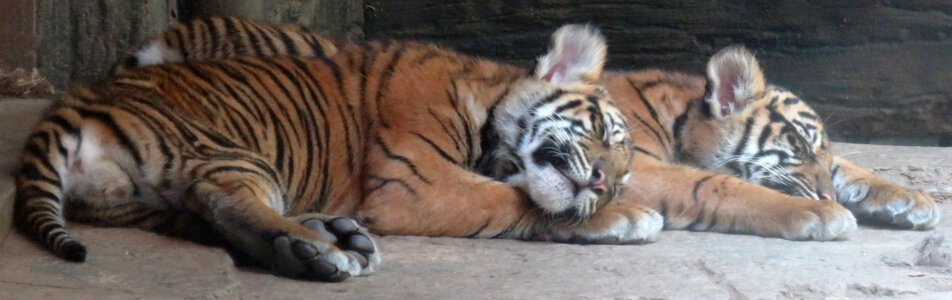 sleeping tiger cubs photo