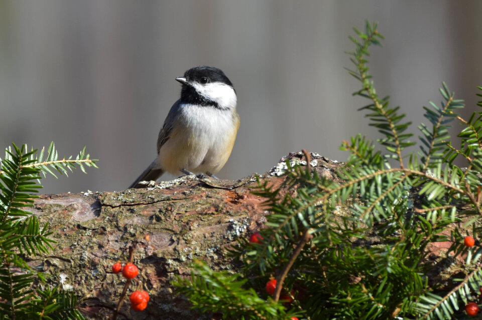 Tiny creature in a big world photo