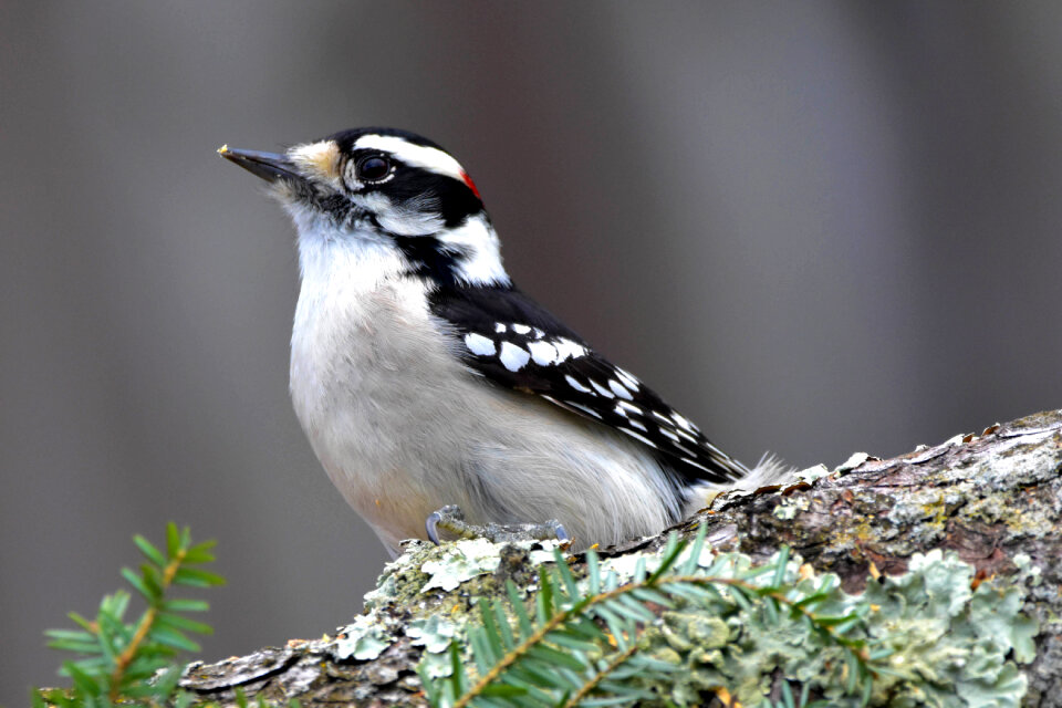 Downy Woodpecker on a log photo