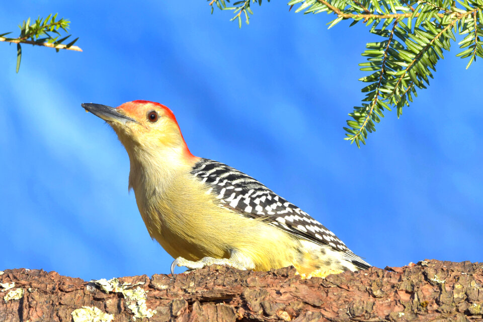 Red-Breasted woodpecker on a log