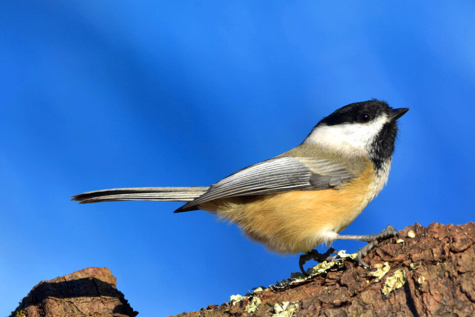 Black-Capped Chickadee closeup in full profile. photo