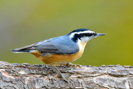 Red-breasted Nuthatch in profile perched on a log photo