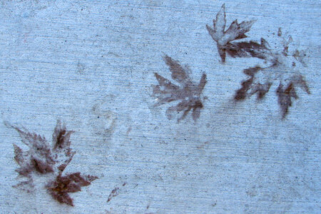 sidewalk with leaf ghosts photo
