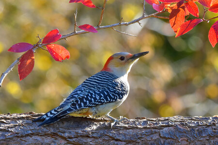 Red-Bellied Woodpecker on a log photo