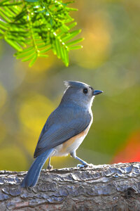 Quiet Contemplation photo