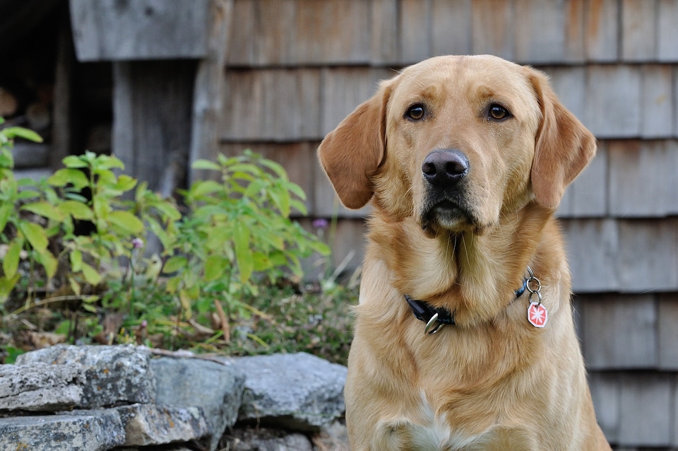 Nature bright coat pet