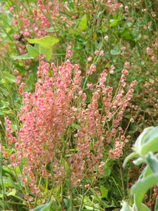 Pink Flower photo