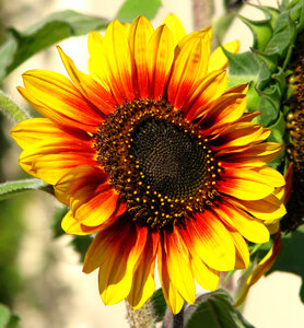 bicolor sunflower photo